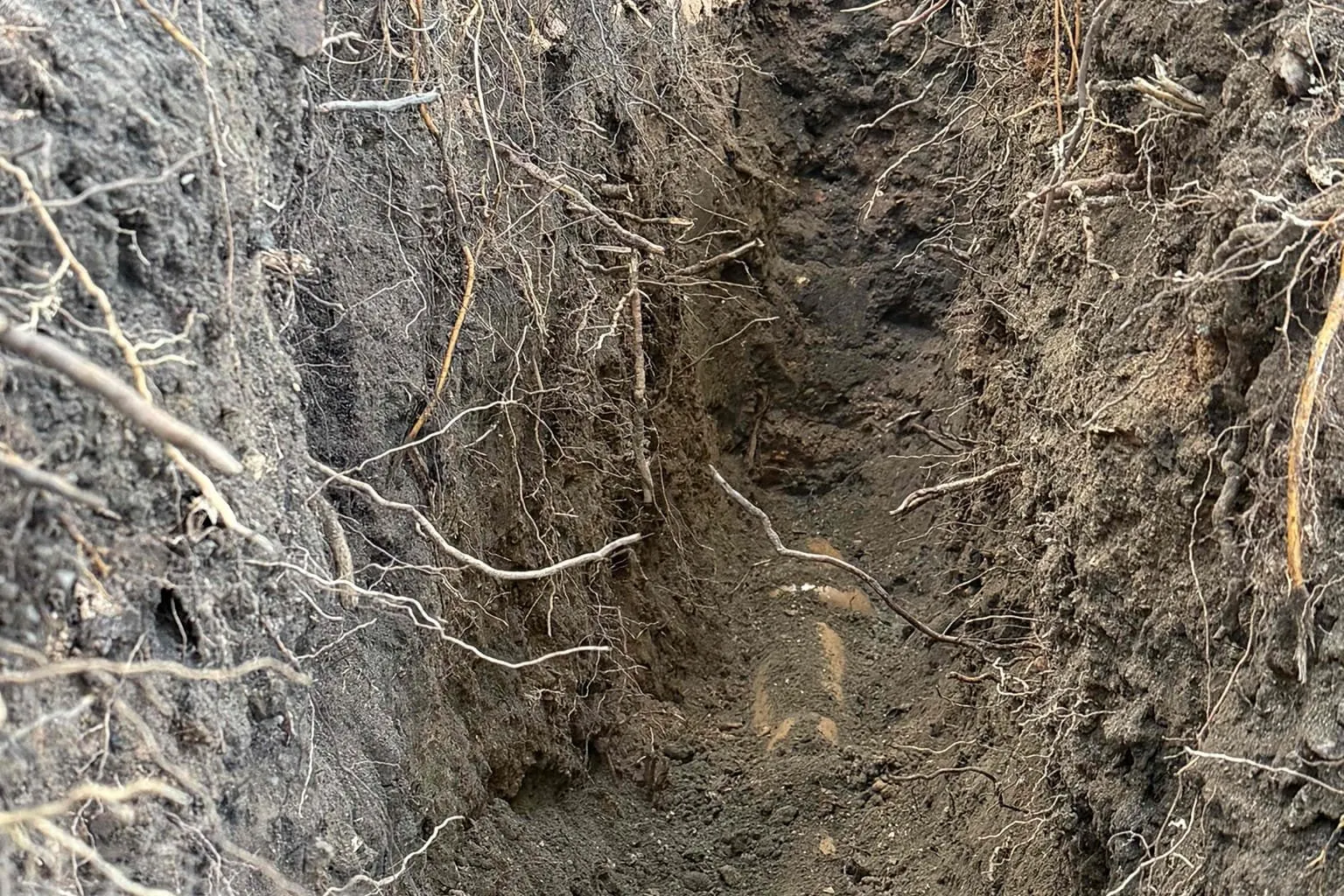 Deep trench with tree roots through the soil